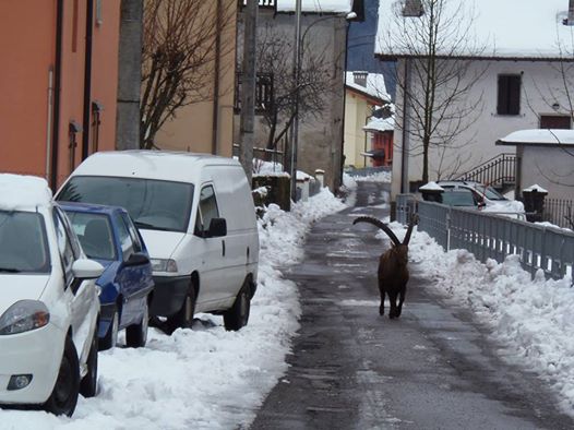 VALBONDIONE AVVISTATO STAMBECCO IN PAESE VALSERIANA NEWS